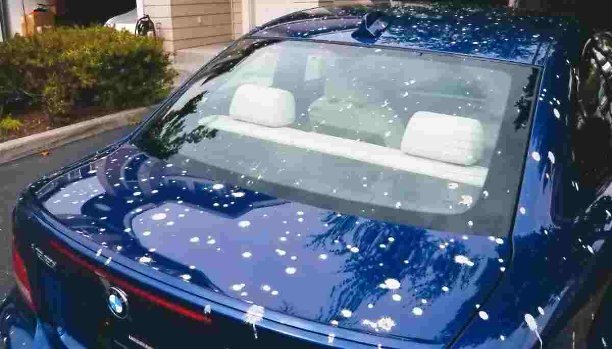 How to remove bird poop from car without damaging paint